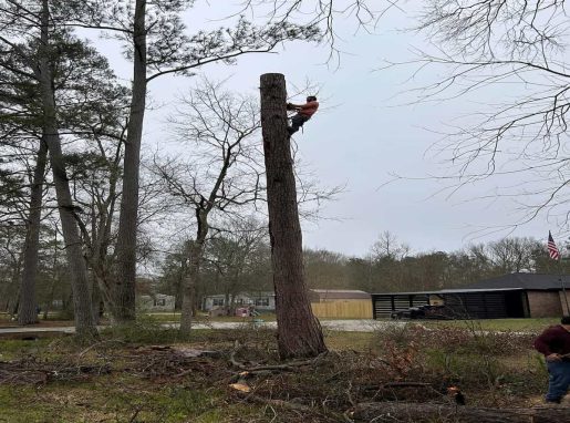 Tree Removal Tree Removal