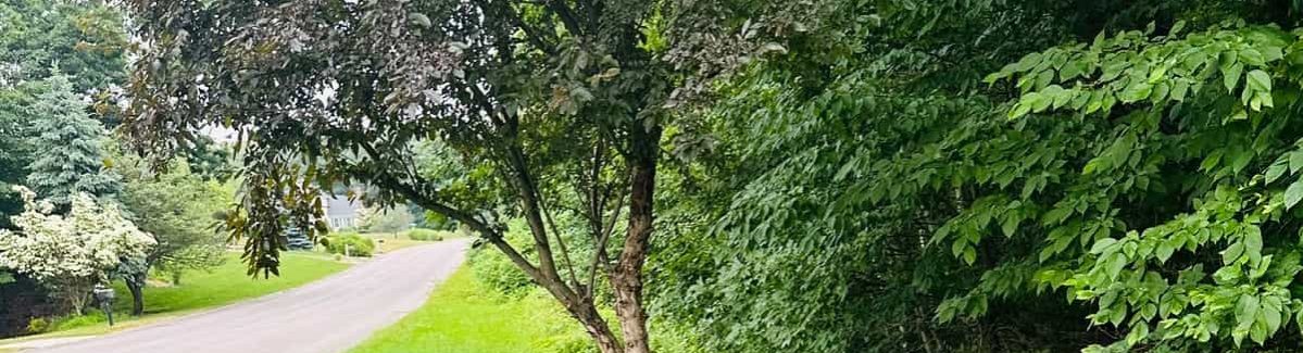 Tree Services