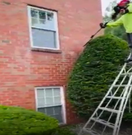 Tree Trimming